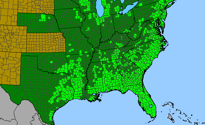 The range of all Xyris spp.